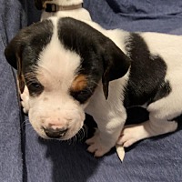 Available Pets At Angels Among Us Pet Rescue Inc In Alpharetta Georgia