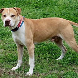 Boxer Puppies For Sale In Allentown Pennsylvania Adoptapet Com