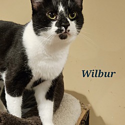 Thumbnail photo of Wilbur #4