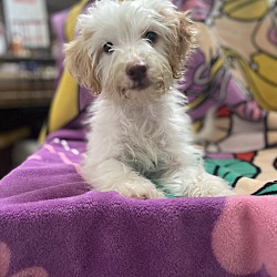 Maltipoo hot sale dachshund mix