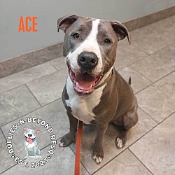 Thumbnail photo of Ace #3