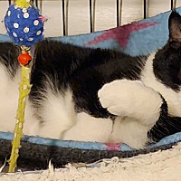 adopt a pet