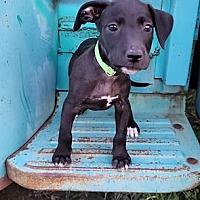 adopt a pet