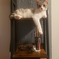 adopt a pet