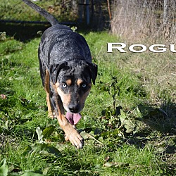 Thumbnail photo of Rogue #1