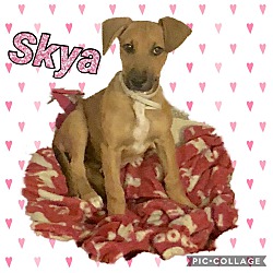 Photo of Skya