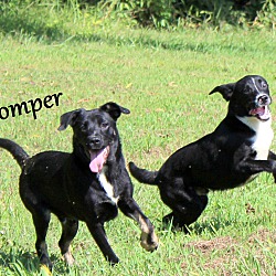 Thumbnail photo of Romper ~ meet me! #4