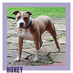 Thumbnail photo of Honey #1