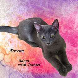 Thumbnail photo of Adopt DEVON & Daniel, Bonded #2