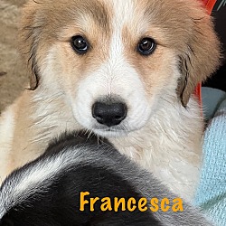 Photo of Francesca