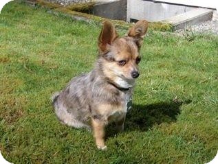 Bellingham, WA - Australian Shepherd. Meet Cali a Dog for Adoption.
