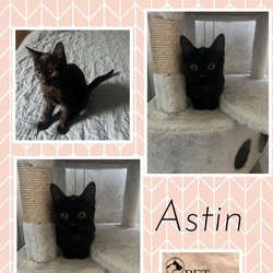 Photo of Astin
