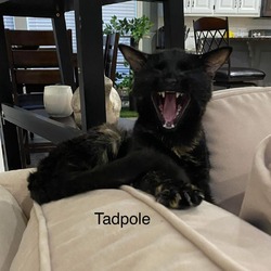 Thumbnail photo of Tadpole #3
