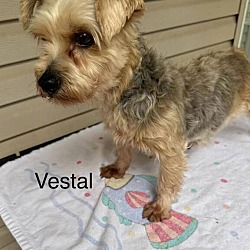 Photo of Vestal