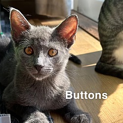 Thumbnail photo of Buttons #1