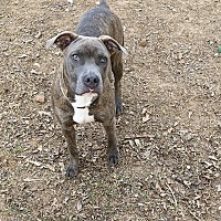 Lulu