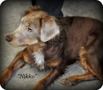 Orland Ca Australian Shepherd Meet Nikko A Pet For Adoption