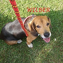 Thumbnail photo of WILBER #1