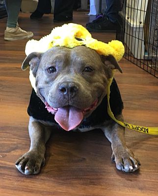 staffy for adoption near me