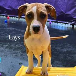 Thumbnail photo of Lays #1