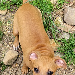 Photo of Brownie