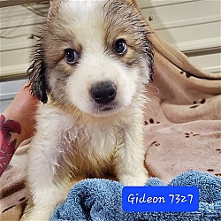 Photo of RB Melanie pup-Gideon