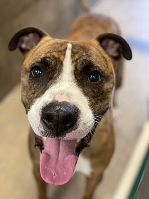 Gillette, WY - Boxer/American Pit Bull Terrier. Meet Groot a Pet for ...