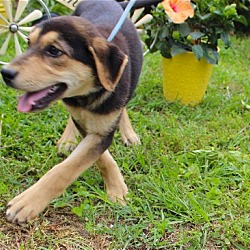 Photo of Emma-Oh So Sweet&Smart-SpayContractRequired $125