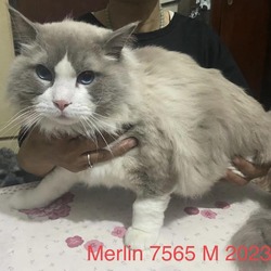 Thumbnail photo of Merlin 7565 #1