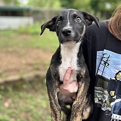 Thumbnail photo of Calhoun litter #4