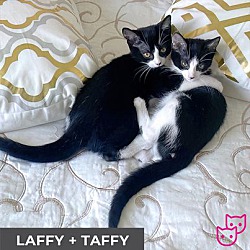 Thumbnail photo of Taffy (bonded with Laffy) #4