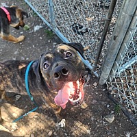 adopt a pet