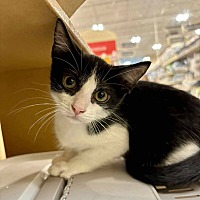 adopt a pet