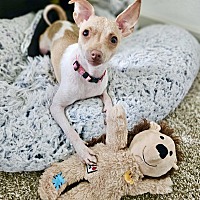 adopt a pet