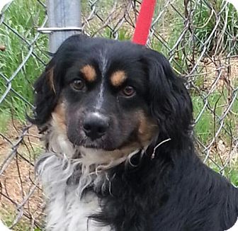 shepherd spaniel