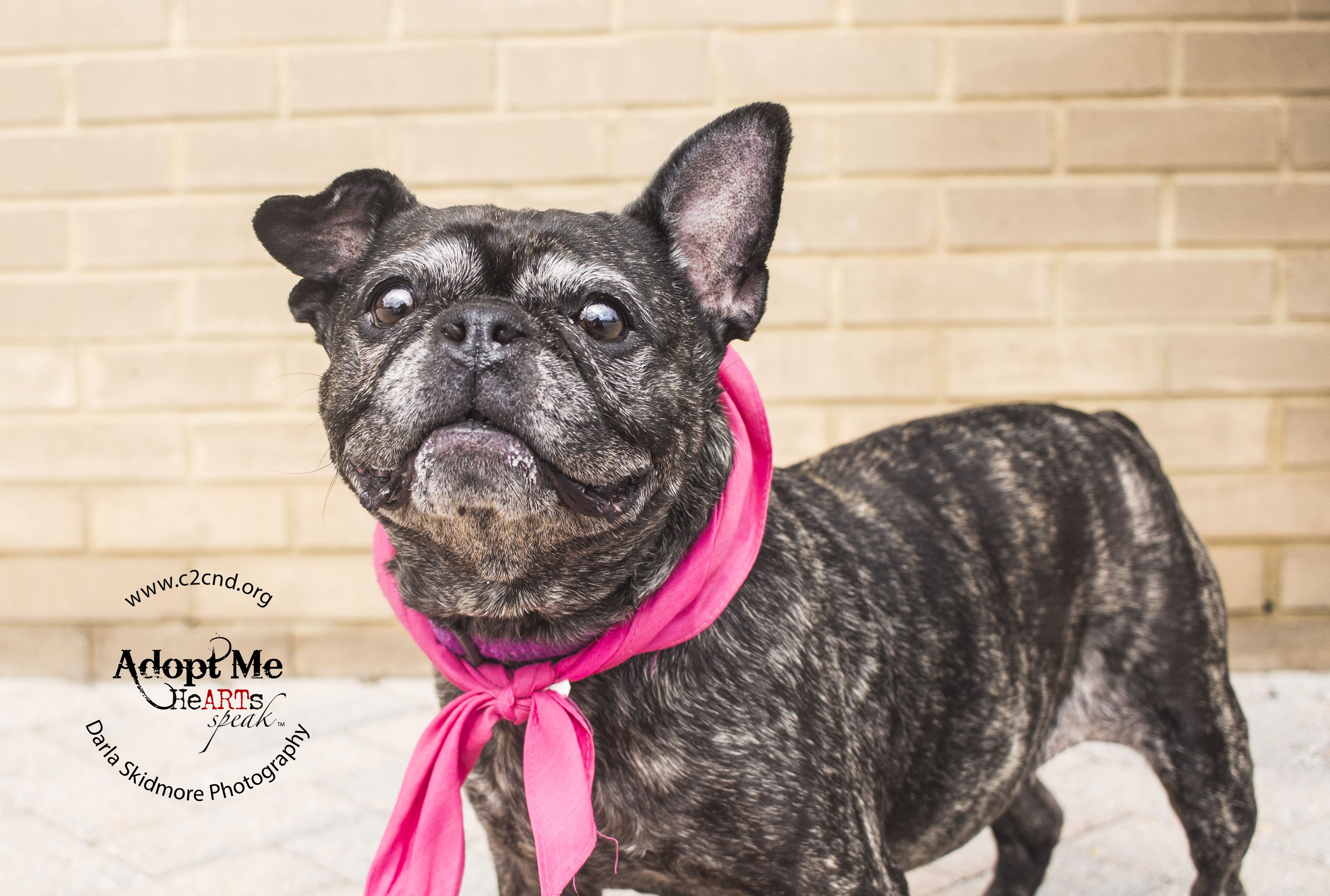 Charlotte Nc French Bulldog Meet Paris Blue A Pet For Adoption