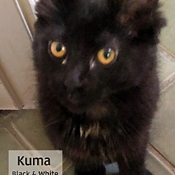 Thumbnail photo of Kuma #4