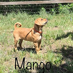 Thumbnail photo of Mango #3