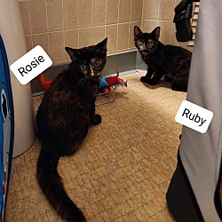Thumbnail photo of Ruby and Rosie #2