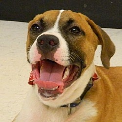 Photo of AA Sully**ADOPTED**