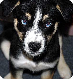 Overland Park, KS - Australian Shepherd. Meet Olivia a Dog for ...