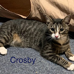 Thumbnail photo of Crosby #3