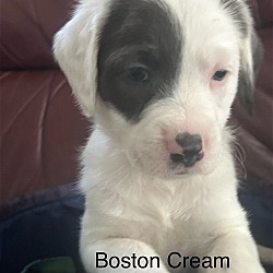 Thumbnail photo of Boston Cream SS D2024 KY #3