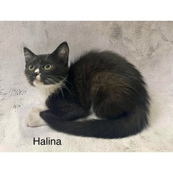 Thumbnail photo of Halina #1
