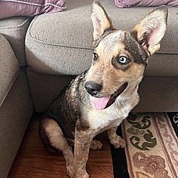 Thumbnail photo of Matty - Husky/Cattle Dog mix! #4