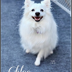 Thumbnail photo of Chloe #1