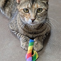 adopt a pet