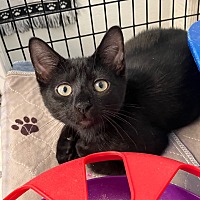 adopt a pet