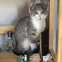 adopt a pet