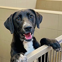 adopt a pet